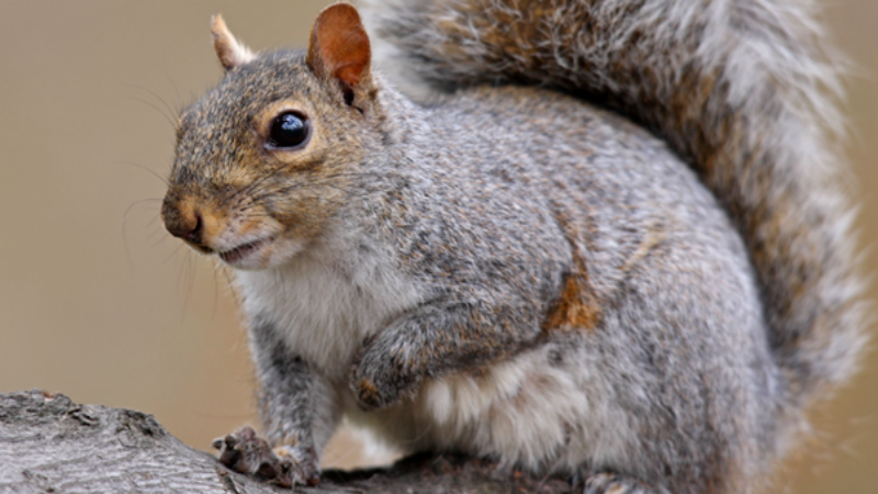 Contact a Professional for Squirrel Removal in Columbus OH