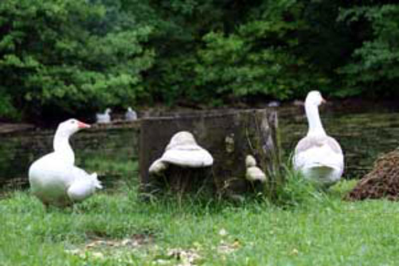 Call the Pros When You Really Need Effective Geese Removal in Columbus, OH