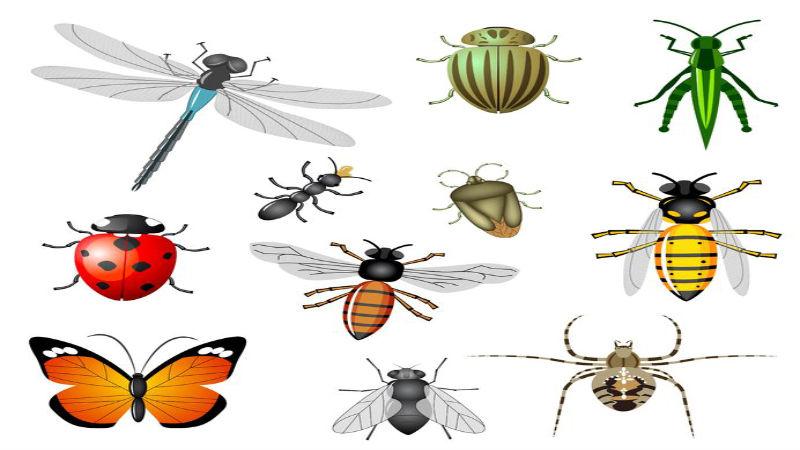 Insects Removal Services in Plymouth, MA- What’s Covered?